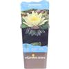 eGarden.store Pianta di Ninfea o Nymphaea Pianta di Fiore di Loto da esterno fiori vari colori acquatica ornamentale per laghetti o stagni vera venduta da eGarden.store (Giallo - Marliacea Chromatella)
