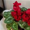 Generic semi resistenti di ciclamino decorativi al balcone ciclamino resistenti all'esterno primaverile, selvatici da giardino 65pcs