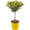 Bonplants Olea Europaea, Ulivo o Olivo, Alberello Vero Longevo e Simbolico, Vaso 17 cm, h 60 cm