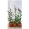 Vivai Decandia Giovanni PIANTA DI LAGERSTROEMIA INDICA VIOLA VASO 20 CM (foto reale)