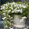 Generic Semi di Phlox da tappeto - perenni resistenti Phlox subulata - decorazione da giardino per esterni da balcone resistenti 200pcs