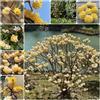 Generic Semi di Edgeworthia, vecchie varietà Edgeworthia chrysantha resistenti per il giardino decorazione da giardino per esterni regali 150pcs