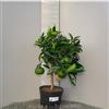 SAVINI VIVAI L'ARTE DI FARE NATURA SAVINI VIVAI Pianta di Arancio Albero di Agrumi Arancio Vaniglia in Vaso da 20 cm Altezza 70 cm 2-3 Anni di innesto Made Italy