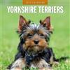Red Robin Publishing Calendario da parete quadrato 2026, motivo: Yorkshire Terriers Red Robin Publishing