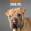 Red Robin Publishing Red Robin - Calendario mensile da parete 2026 Shar-Pei, 30,5 x 61 cm, aperto, carta spessa e robusta di alta qualità, calendario da 12 mesi, pagine a righe e area da fare, immagini vivide, senza