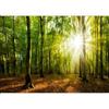 murando Carta da parati Foresta 150x105 cm Fotomurali in TNT Murale alla moda Decorazione da Muro XXL Poster Gigante Design Carta per Pareti Soggiorno Paesaggio Natura Raggio di sole c-B-0663-a-a
