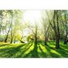 murando Carta da parati Foresta Bosco 250x175 cm Fotomurali in TNT Murale alla moda Decorazione da Muro XXL Poster Gigante Design Carta per Pareti Soggiorno Nature Paesaggio verde c-B-0336-a-a