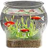 Mwqpgyh rotonda per pesci | ciotole trasparenti per pesci d'acquario, decorazione floreale per casa, bagno, camera dei bambini, camera da, scrivania, dormitorio e posto di lavoro