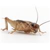 Eurocrickets | Grilli vivi misura n. 4 (12-14 mm) Medium | Mega Pack - 1000 pezzi | grilli per rane