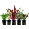 AquaOne Piante per acquario, set di 5 piante acquatiche con 5 piante da | Terreno medio per acquario Alternanthera Bacopa Limnophila Hygrophila