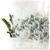 DecoMeister fogli per finestre pellicola adesivi per vetri decorativi decorazioni lamine autoadesivi dandelions 67,5x200 cm Dandelion bianco-grigio