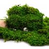 Verde stabilizzato Muschio Stabilizzato Vero, 100% Verde Naturale - Muschio Piatto per Decorazioni Quadri, Presepi, Pareti, Modellismo, Terrari, Decori, Arredamento Interno. Confezioni da 150gr 250gr 500gr (500 Grammi)