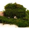 Verde stabilizzato Muschio Stabilizzato Vero, 100% Verde Naturale - Muschio Piatto per Decorazioni Quadri, Presepi, Pareti, Modellismo, Terrari, Decori, Arredamento Interno. Confezioni da 150gr 250gr 500gr (150 Grammi)