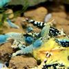 Generisch Garnelenglück - Gamberi in vari colori e modelli - 5 pezzi (Steel Blue della linea Skyfish Boa - Caridina)