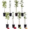 Plant in a Box - Alberi da frutto - Set di 8 - Melo, Ciliegio, Pero e Susino - Altezza 60-70cm - Vaso 9cm - Piante resistenti al freddo per giardino, terrazzo e balcone