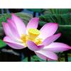 Generico 6 Semi di Loto Sacro (Nelumbo nucifera) - Pianta Acquatica Ornamentale - Fiore Esotico per Laghetti, Stagni e Vasi Acquatici