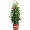 eGarden.store Pianta di Dipladenia pianta rampicante di Dipladenia pianta da esterno pianta ornamentale pianta vera di Dipladenia venduta da eGarden.store (Vaso 17 cm - Rosa)