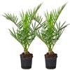 Bloomique - Set di 2 - Phoenix Canariensis - Palma delle Canarie - Palma da Giardino - Resistente al Freddo - Alte 50-70 cm - Vaso 15 cm