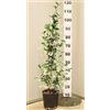 POWERS TO FLOWERS - GELSOMINO RAMPICANTE, RINCOSPERMUM, Vaso 18cm, Altezza 100cm, piante vere