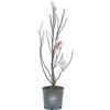 Vannucci Piante - Magnolia 'Susan', Magnolia da fiore, Pianta vera in vaso, Pianta da terrazzo