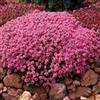 SVI Timo serpillo (Thymus serpyllum Madre di timo) - 200 semi