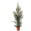 KENTIS - Cupressocyparis Leylandii Cipresso di Leyland - Piante Vere da Esterno - Pianta Sempreverde da Giardino - H 150/175 cm Vaso Ø 24 cm