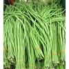 SVI Yardlong Bean (Asparagus Bean, Snake Bean, cinese Lunga Bean) 100 semi