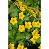 SVI Semi/Packet 200 Caltha palustris Tagete di palude