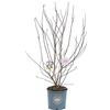 Vannucci Piante - Magnolia stellata, Magnolia da fiore, Pianta vera in vaso, Pianta da terrazzo