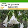 SAFLAX - Trombone d'angelo/Bianco - 10 semi - Con substrato - Brugmansia suaveolens