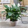 GardenersDream Pianta da Appartamento Spathiphyllum 'Giglio della Pace' - Pianta da casa da 9 cm