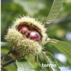 Vivai Salvatore Russo Pianta di castagne Albero castagno Marrone - Imballaggio speciale protettivo