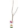 POWERS TO FLOWERS PIANTA DI FICO, FICUS CARICA BROWN TURKEY, VASO 14CM DIAMETRO, piante vere