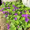 Generic Semi di violetta dolce, selvatici da giardino roccioso decorazione del soggiorno rare semi di serre da balcone 50pcs