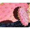 Generic 25 Mezza Spineless Opuntia Chlorotica Santa Rita, Viola Rosa Cactus Gosseliana