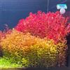 Generic 100 pz semi dell'acquario delle acquatiche, esotiche da balcone resistenti