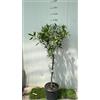 Vivaio Garden Forest Pianta di Mandarino Satsuma Miyagawa in Vaso 24 cm - Agrume Giapponese Senza Semi, Pianta di Mandarino Resistente al Freddo