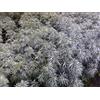 Generic Artemisia annua (Dolce Annie Assenzio) 250+ grani: grani