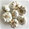 SemiSauvage 250 Semi di Aglio Bianco - SemiSelvaggio Permacultura