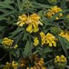 Generic Semi di Epilobio, Phlomis fruticosa, esotiche per esterno resistenti all'inverno prodotti sostenibili 100pcs