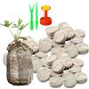 Generico Pastiglie di Torba - 100 Pezzi di Cubetti per Semina e Coltivazione,Dischi Di Terriccio 30mm | Per Giardinaggio Indoor, Aiuola di Fiori, Terrario, Prato, Trapianto e Fattoria