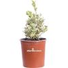eGarden.store Pianta di Osmanthus Heterophyllus Variegatus Osmanto pianta da esterno a foglia variegata pianta ornamentale vera venduta da eGarden.store
