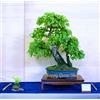 Generic Betulla Argentata - 250 Mezza - Betula Pendula Albero dei Bonsai europeo