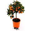 POWERS TO FLOWERS - KUMQUAT ALBERELLO, ARANCINO, pianta vera