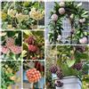 Generic semi di hoya - perenni resistenti decorazione soggiorno biologici 400pcs