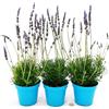 POWERS TO FLOWERS - LAVANDA INGLESE 3 PIANTE, VASO 14CM, piante vere