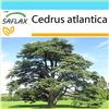 SAFLAX - Confezione regalo - Cedro dell'Atlante - 20 semi - Cedrus atlantica