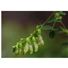 Seeds & Plants Shop by Ipsa Pezzi - 10x Astragalus Mongholicus Cespuglio Giardino Piante - Seme ID1111 - Seeds & Plants Shop by Ipsa
