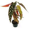 POWERS TO FLOWERS - BEGONIA MACULATA, pianta vera