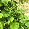 Generic semi di spinaci Malabar, balcone serra interna da giardino roccioso rare decorative in vaso da interno rampicanti balcone 150pcs